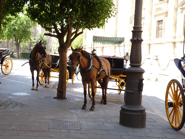 12. Some of the many horse and carriages