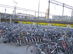 50. Push bikes - thousands of them