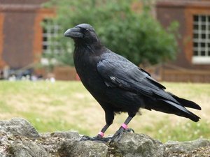 96. Tower of London - The ravens #1