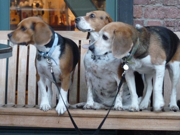14. You can never have too many Beagles #1