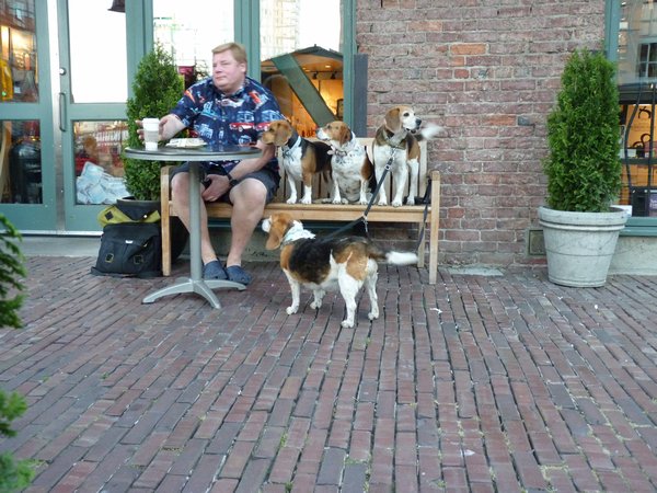 15. You can never have too many beagles #2