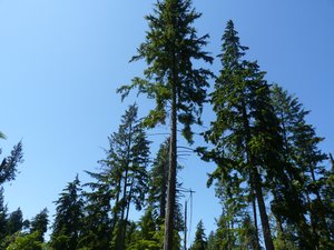 46. Stanley Park - the trees are huge #2