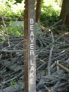 53. Stanley Park - nice stash of wood for the beavers