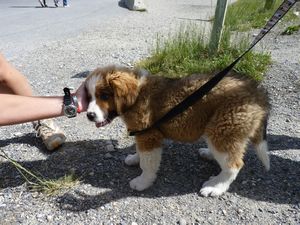 35. The cool St Bernard puppy we met that is being trained for an Alaska Holiday