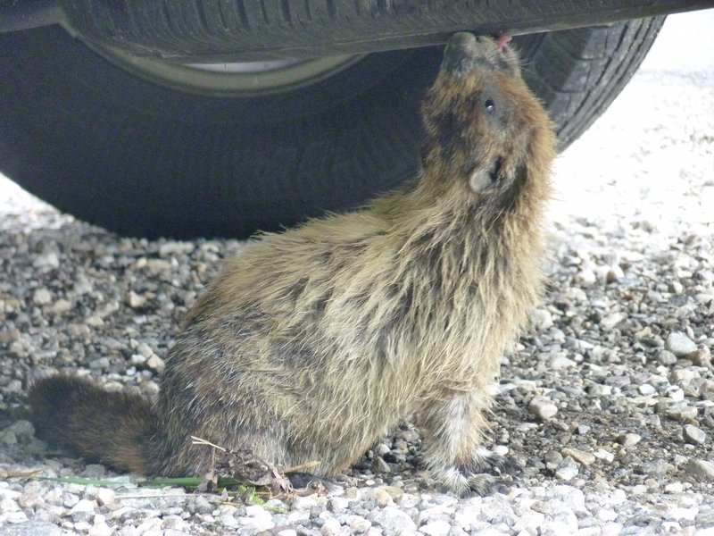 12. The hairy marmot under the car, the spare tyre is tasty