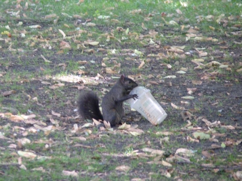 19. This is why squirrels are so fast - they drink Starbucks coffee