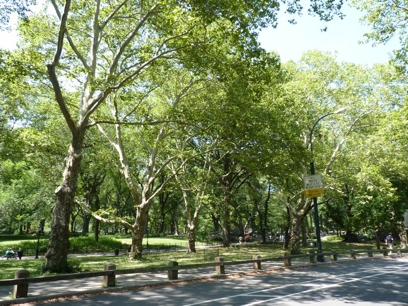 16. Central Park