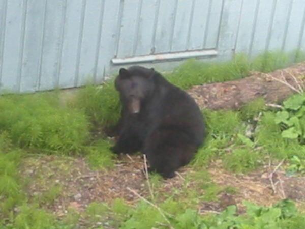 Friendly local bears,