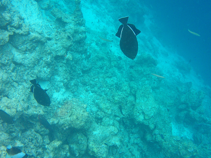 Black Top and Bottom Fish