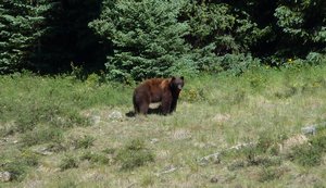 Bear at Molas Pass