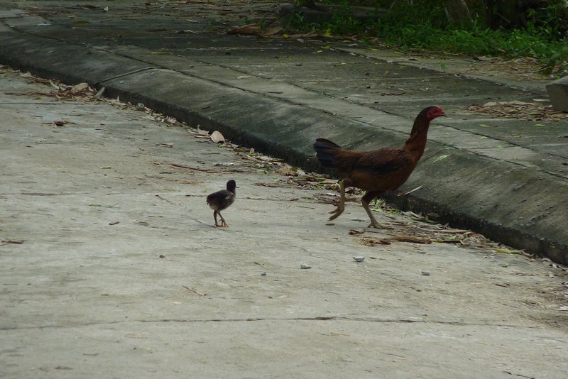 Chicken Crossing the Road