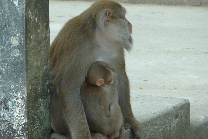 Monkey and baby