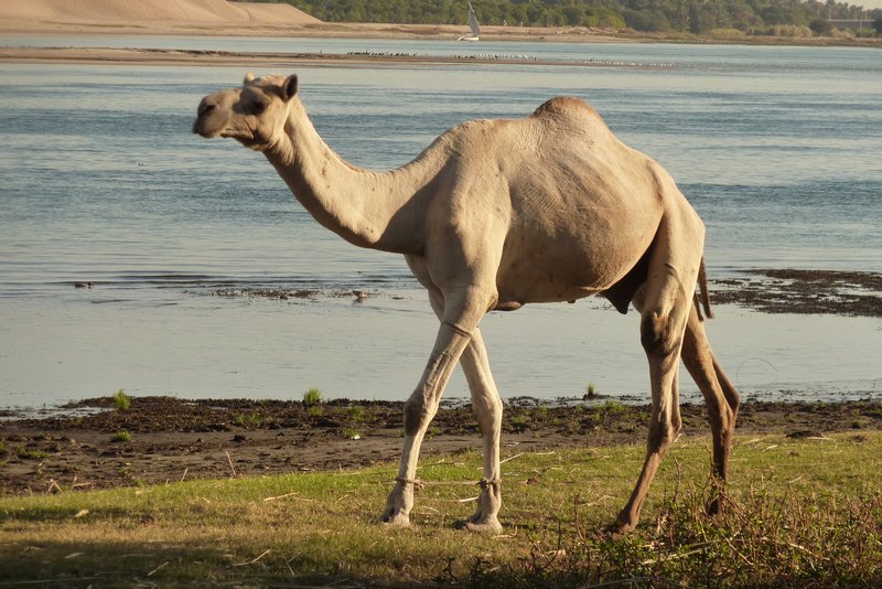 Camel on the Nile