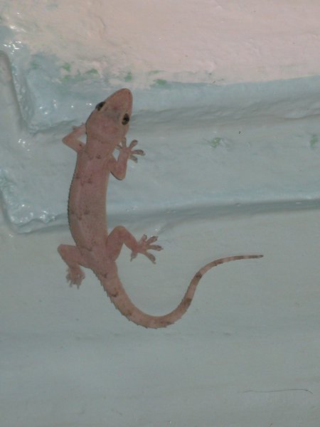 The gecko on my ceiling