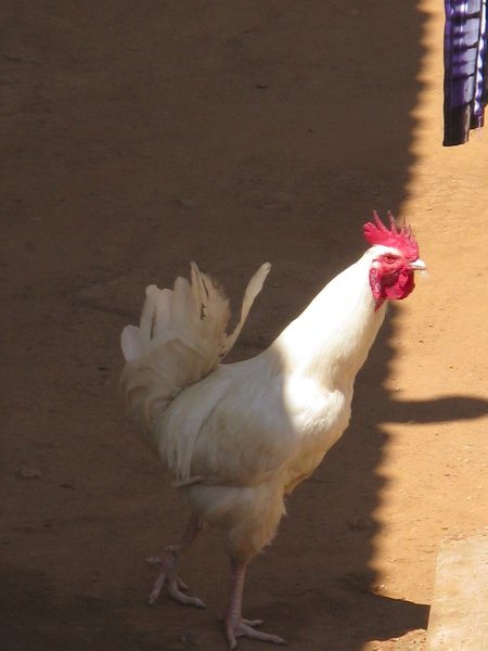The rooster next-door