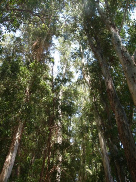 Eucalyptus trees near Ein Tina Spring