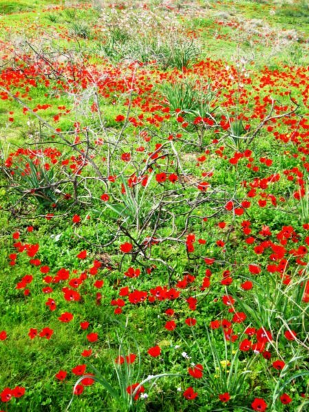 flowers near Kibbutz Be'eri 