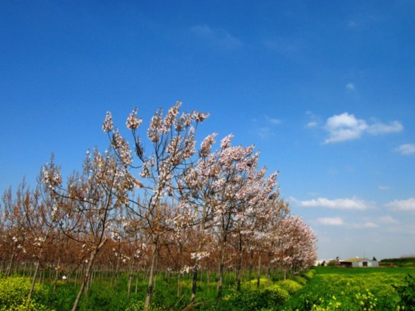 Almond trees near Bnei Atarot 