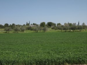 field near Beit Guvrin