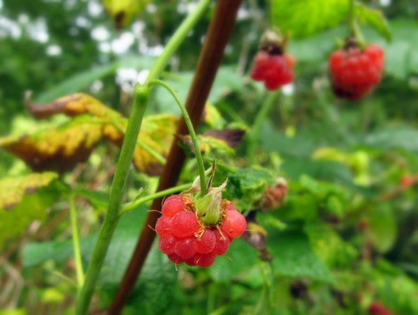 wild raspberry 