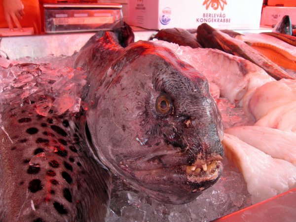 mean little fellow at Torget fish market 