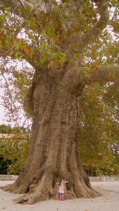 Liya next to a 500 year old tree 