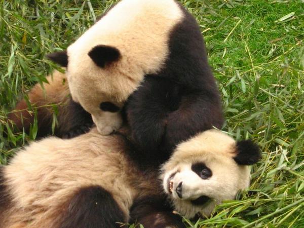 Chengue Research Base of Giant Panda Breeding