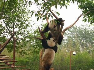 Chengue Research Base of Giant Panda Breeding