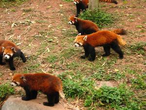 Chengue Research Base of Giant Panda Breeding
