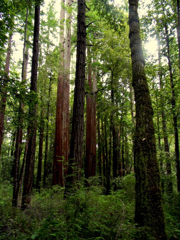  Big Basin Redwoods State Park