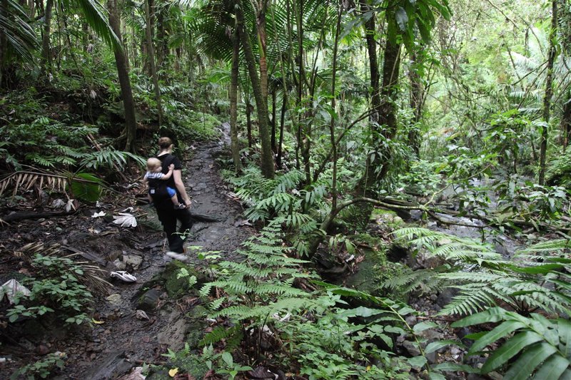 El Yunque National Forest, PR