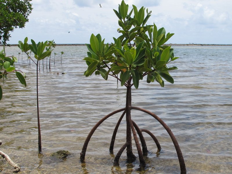 Little Mangrove tree 