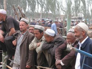Kashgar - livestock market 