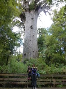 2000 year old  Kauri tree