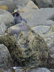 Fiordland  penguin  - I