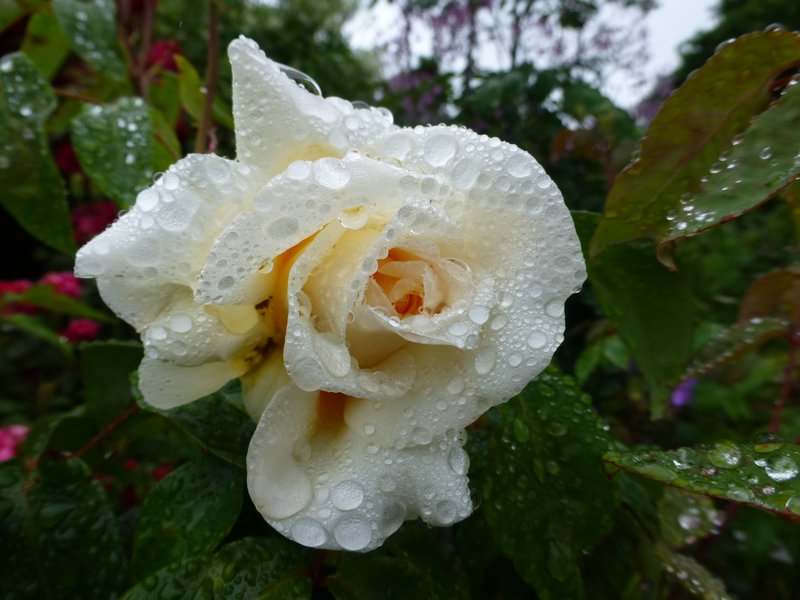 Christchurch rose garden  