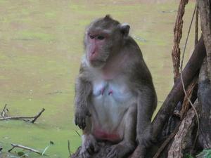 monkeys of Angkor 
