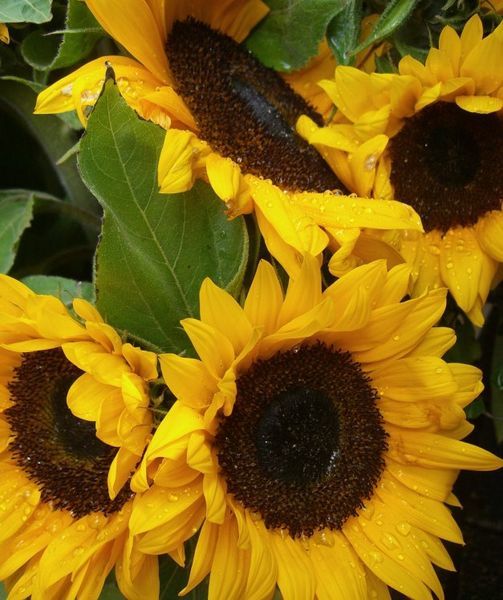 Real Sunflowers!