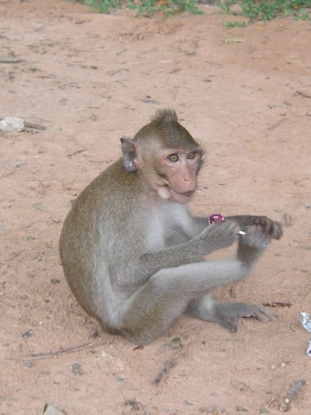 Monkey of Angkor Wat