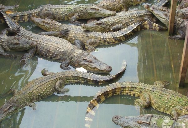 Crocodiles of the floating market