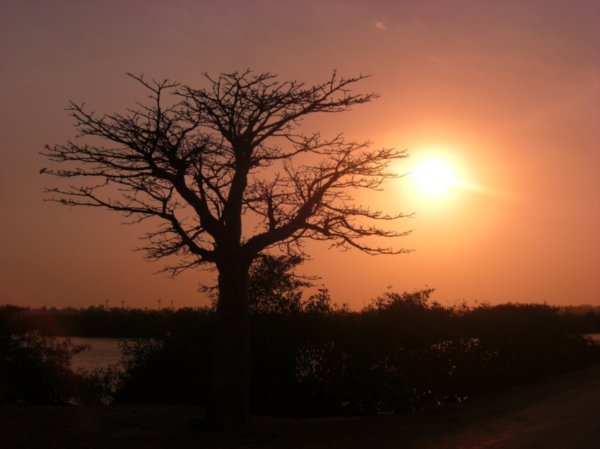 Baobab tree by sunset