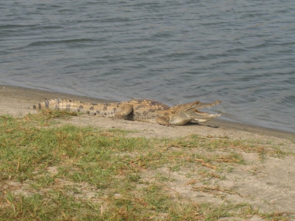 Crocodile near our beach