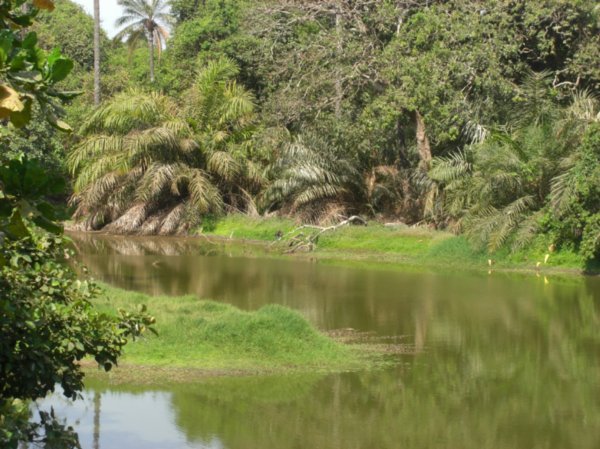 Bamboo Pool, Akundo Nature Reserve