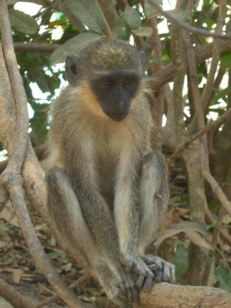 Friendly monkey in Abuko Nature Reserve