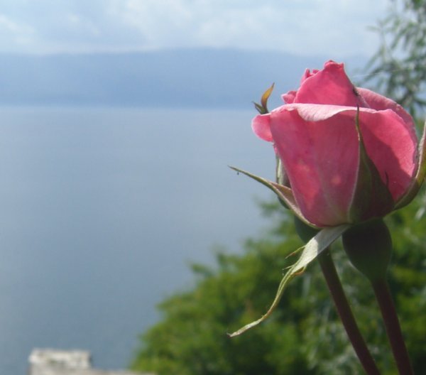 A flower enjoys a fine view of the lake