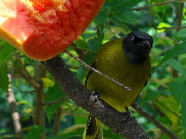 A finch in the the Bird Park