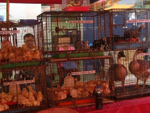 Birds for sale, Sunday Market