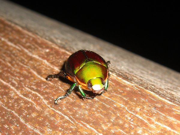 green beetle