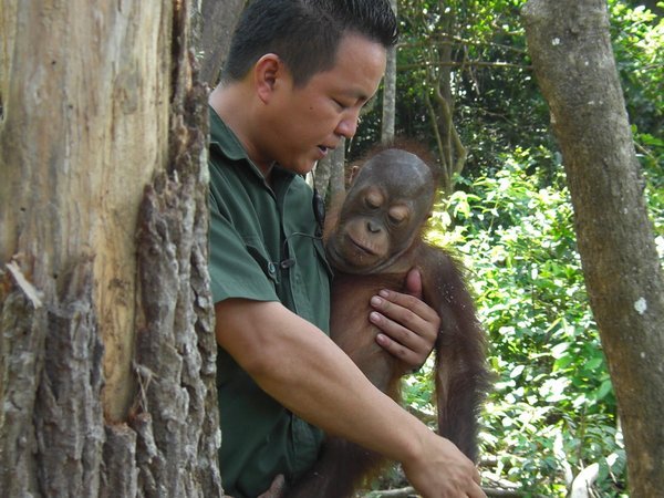 Cute orangutan and Ranger