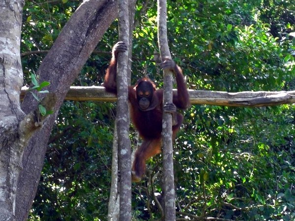 Orangutan doing acrobatics